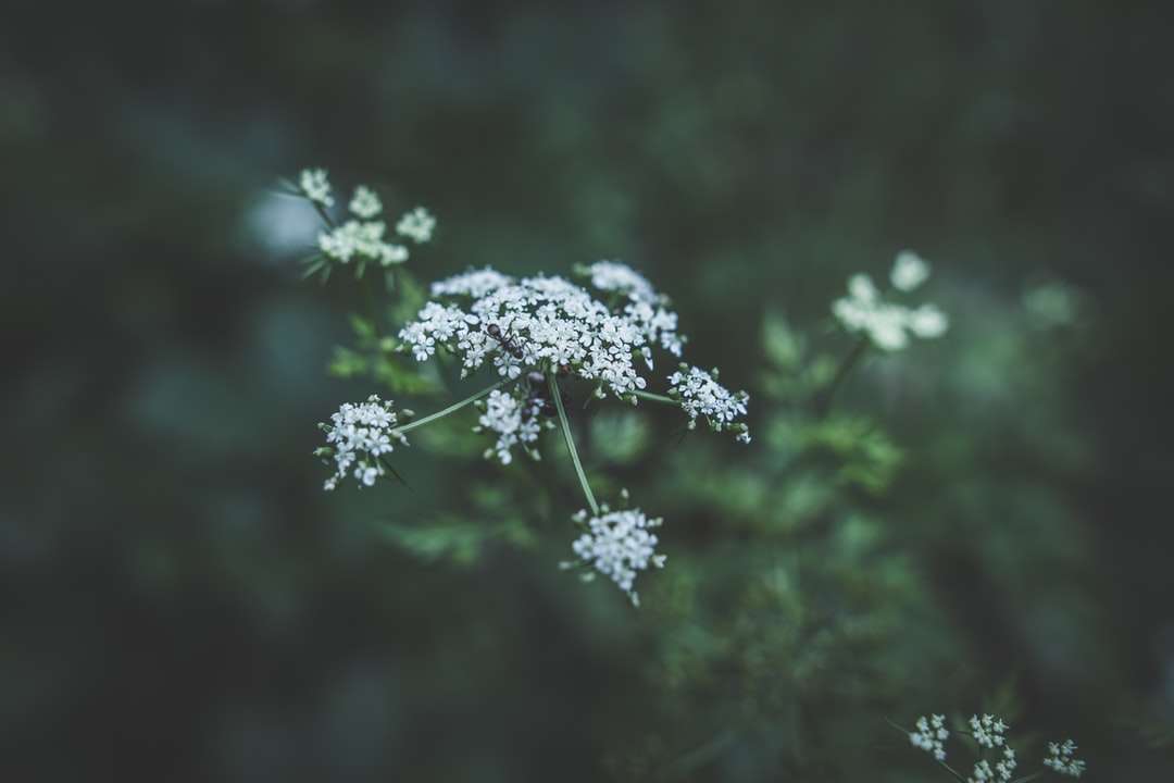 selektywna fokus fotografii białych płatków kwiatów puzzle online