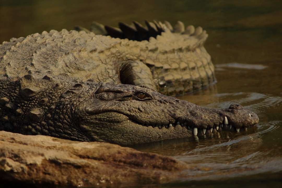 płytkie zdjęcie ostrości aligatora brunatnego puzzle online