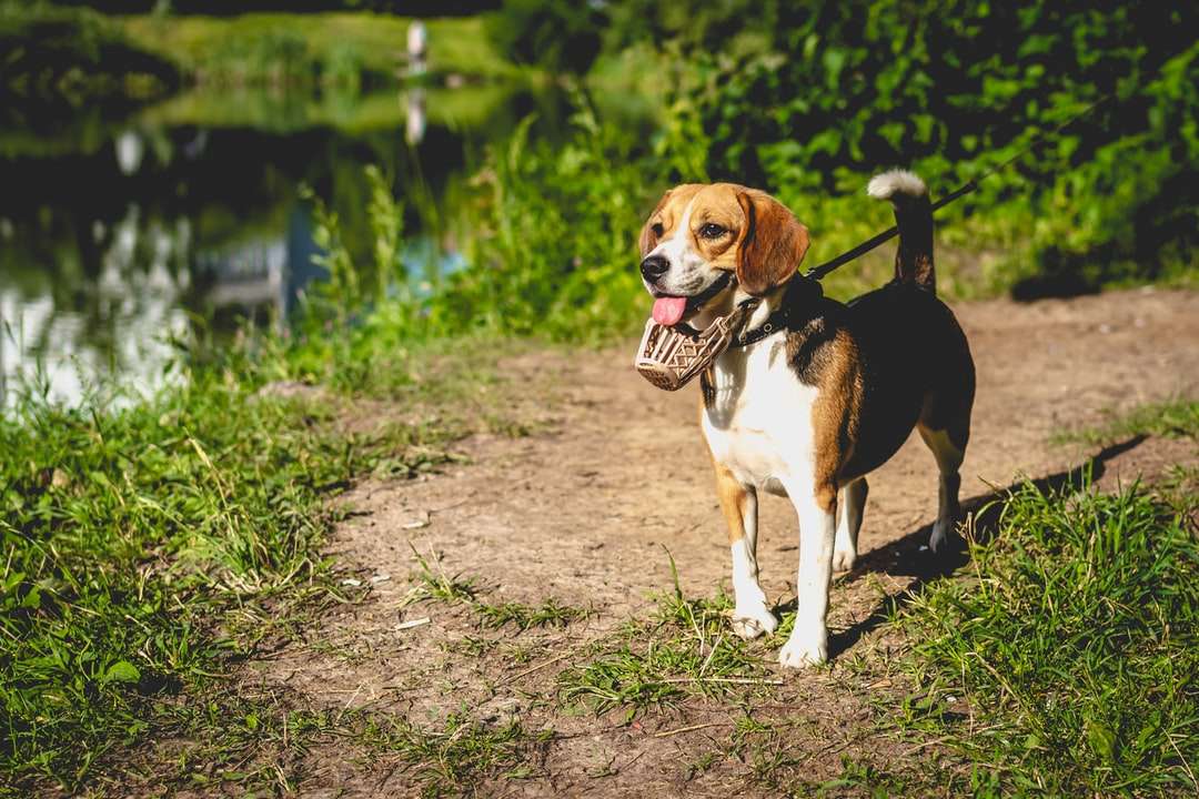 tricolor beagle na gruntach gruntowych w ciągu dnia puzzle online
