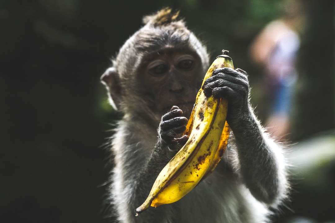 małpa trzymająca skórkę od banana w ciągu dnia puzzle online