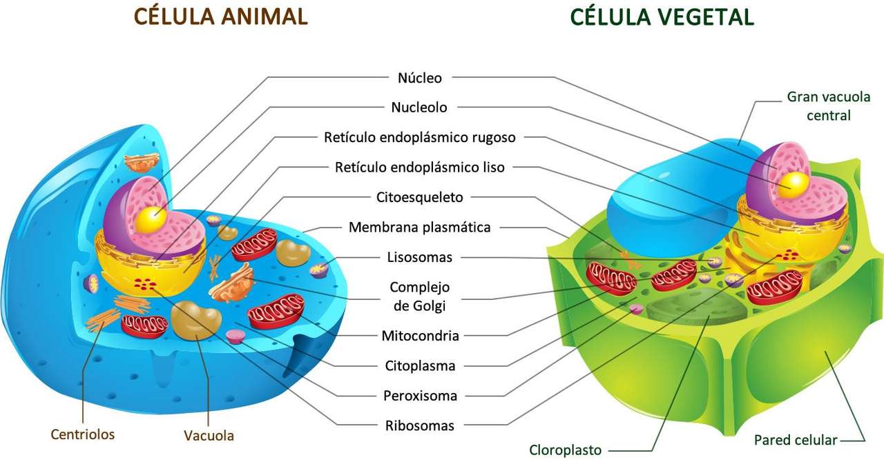 Komórka zwierzęca i roślinna puzzle online