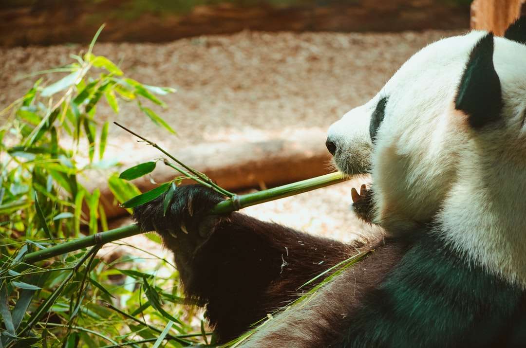 panda trzymająca zielony bambus podczas jedzenia puzzle online