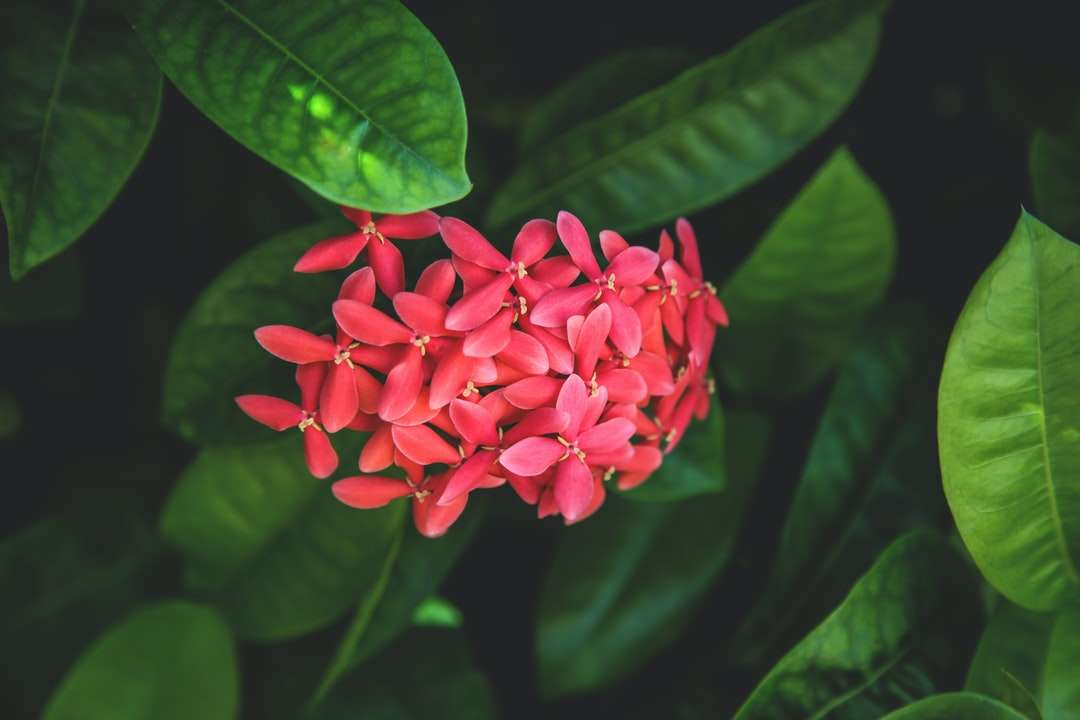 fotografia zbliżenie czerwonych płatków kwiatów puzzle online