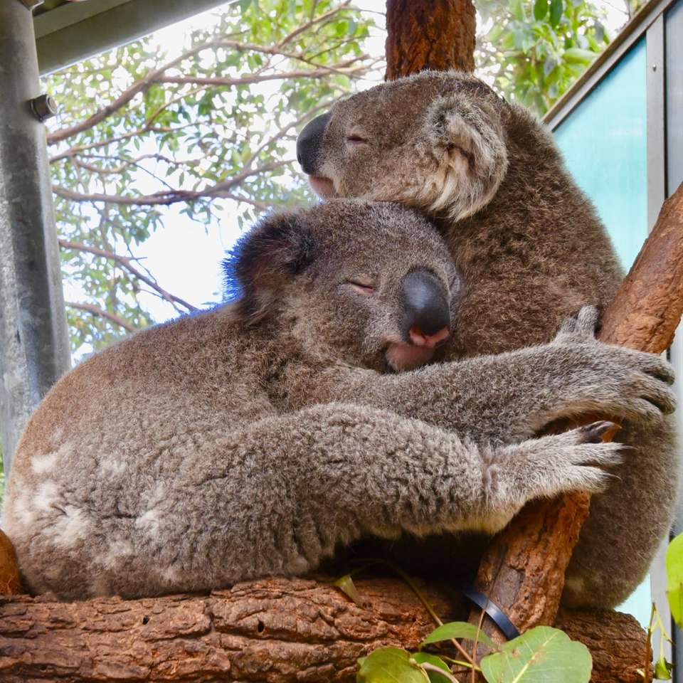 dwa misie koala przytulające się do drzewa puzzle online