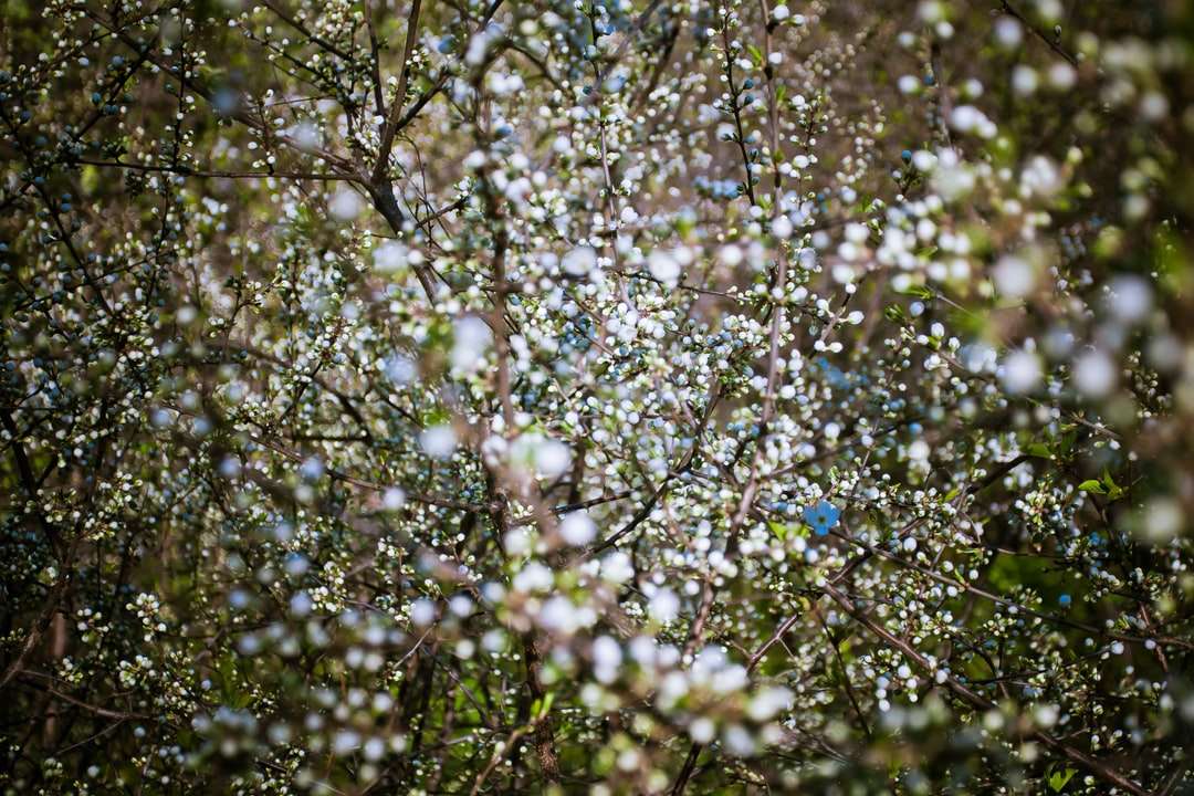 zbliżenie fotografii drzewa białego kwiatu puzzle online