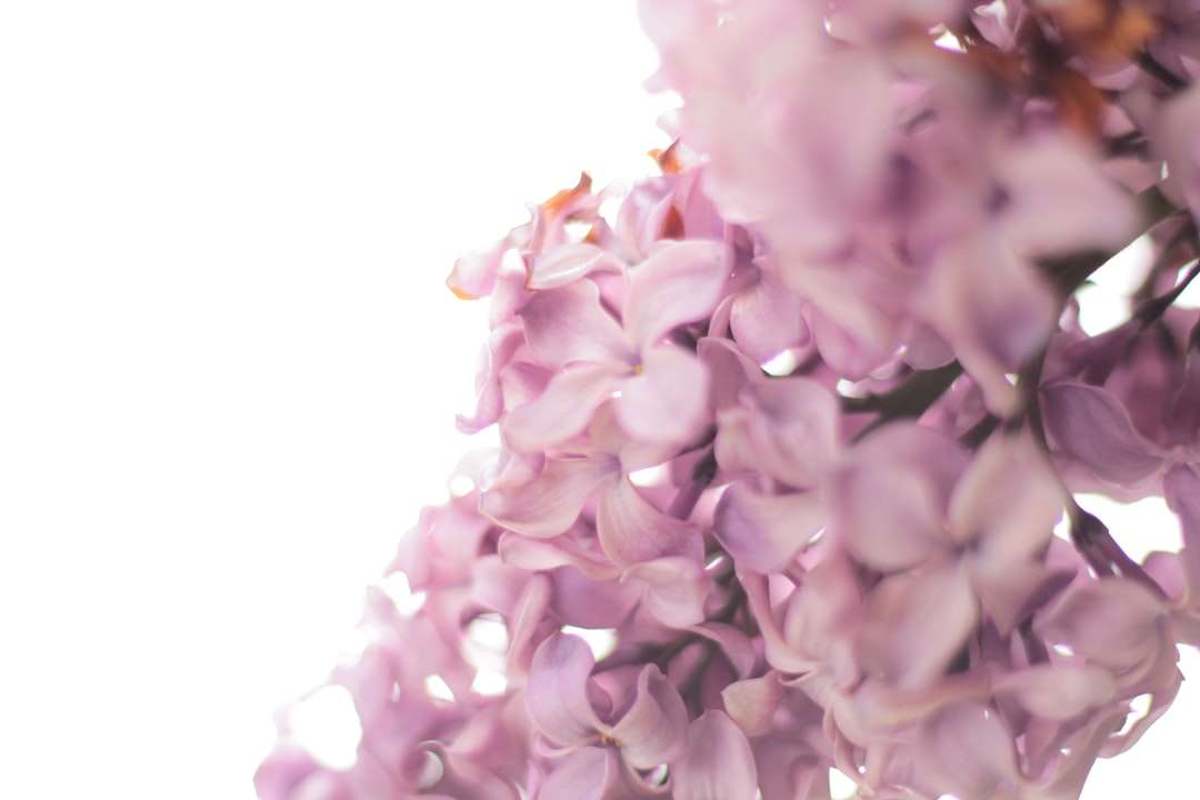 zdjęcie fioletowych kwiatów puzzle online