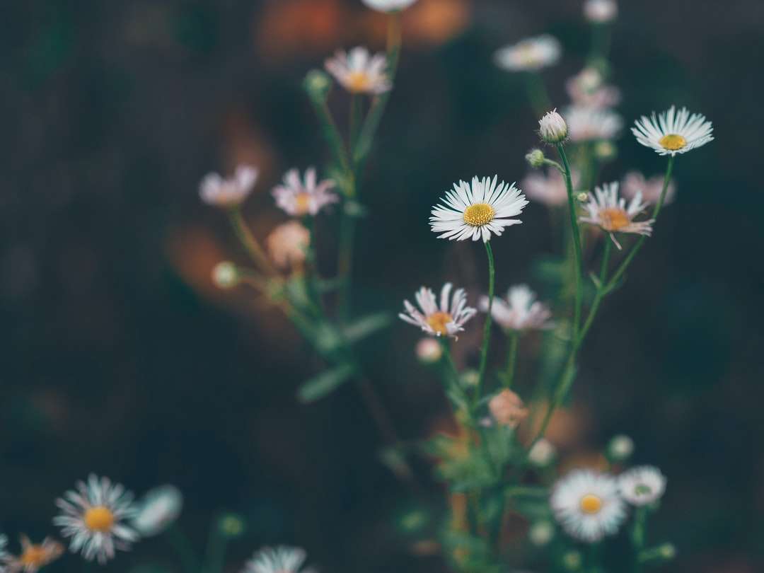 selektywna fokus fotografii białych kwiatów daisy puzzle online