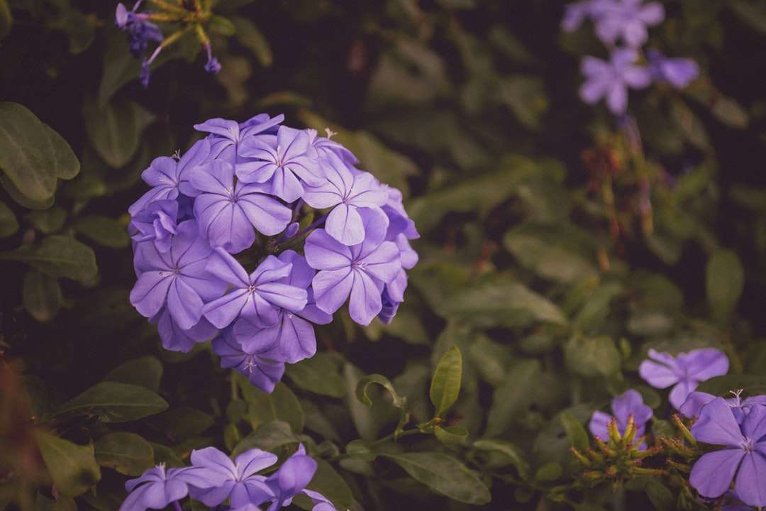 zbliżenie zdjęcie fioletowych płatków kwiatów puzzle online