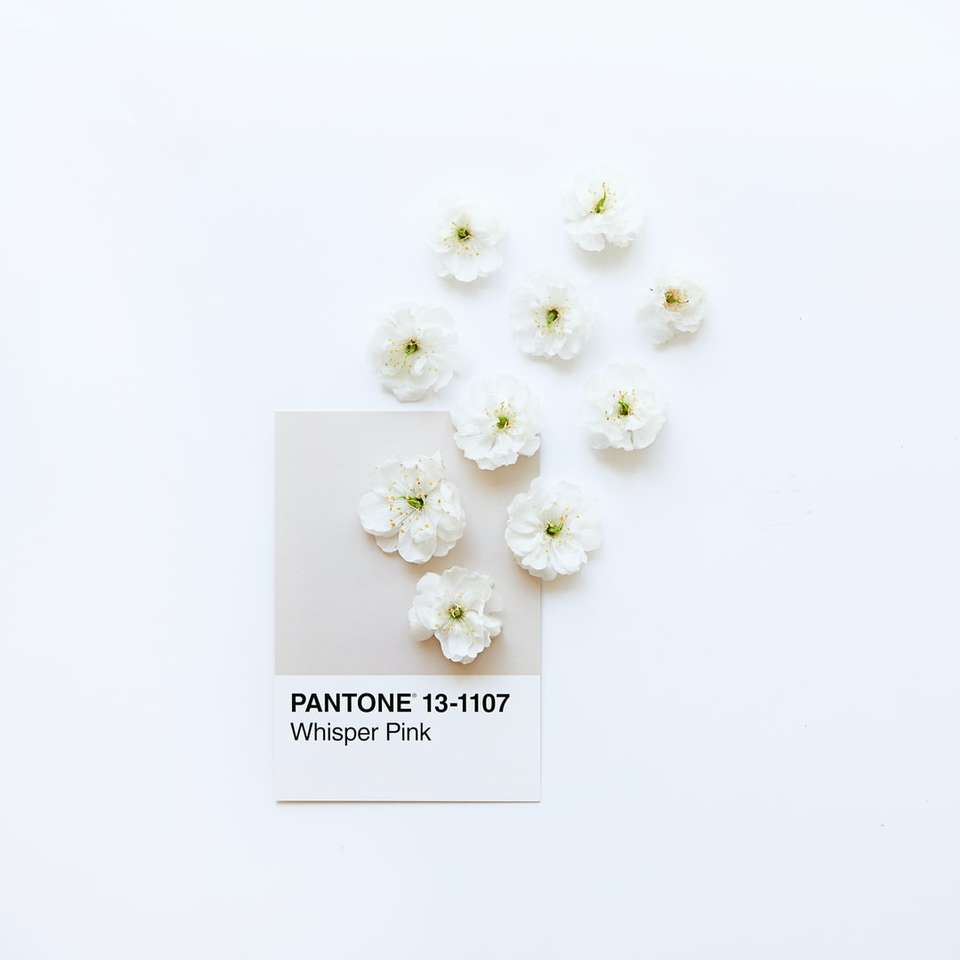 białe kwiaty na białej powierzchni puzzle online