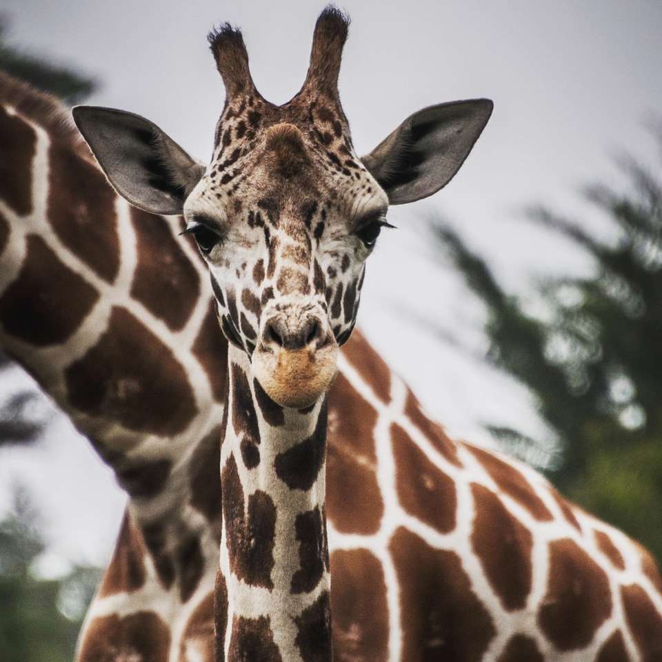 żyrafa brązowy i biały w fotografii zbliżenie puzzle online