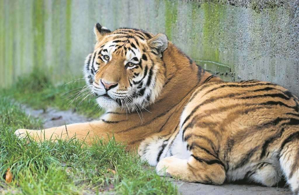 Tiger im Zoo Puzzle