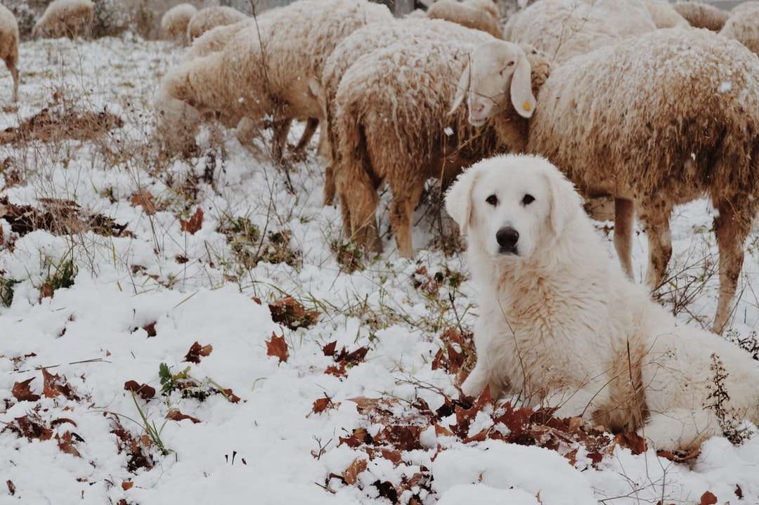 dorosły biały pies siedzi obok owiec zimą puzzle online