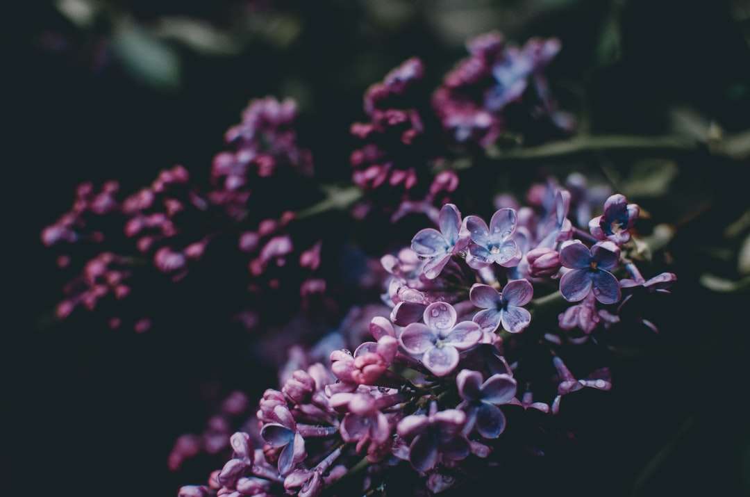 Fotografia fioletowych kwiatów puzzle online