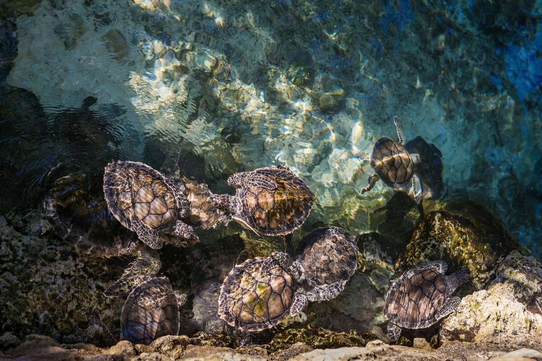 żółwie na zbiorniku wodnym puzzle online