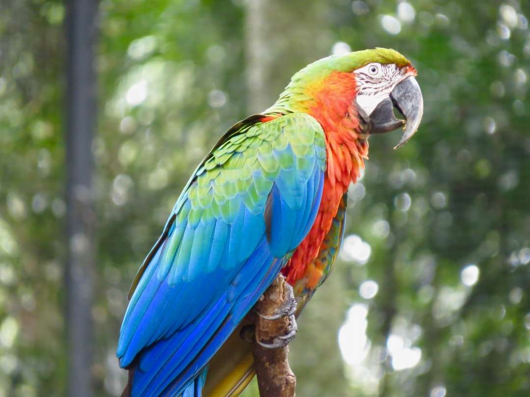 niebieska czerwona i zielona papuga na brązowej gałęzi drzewa puzzle online