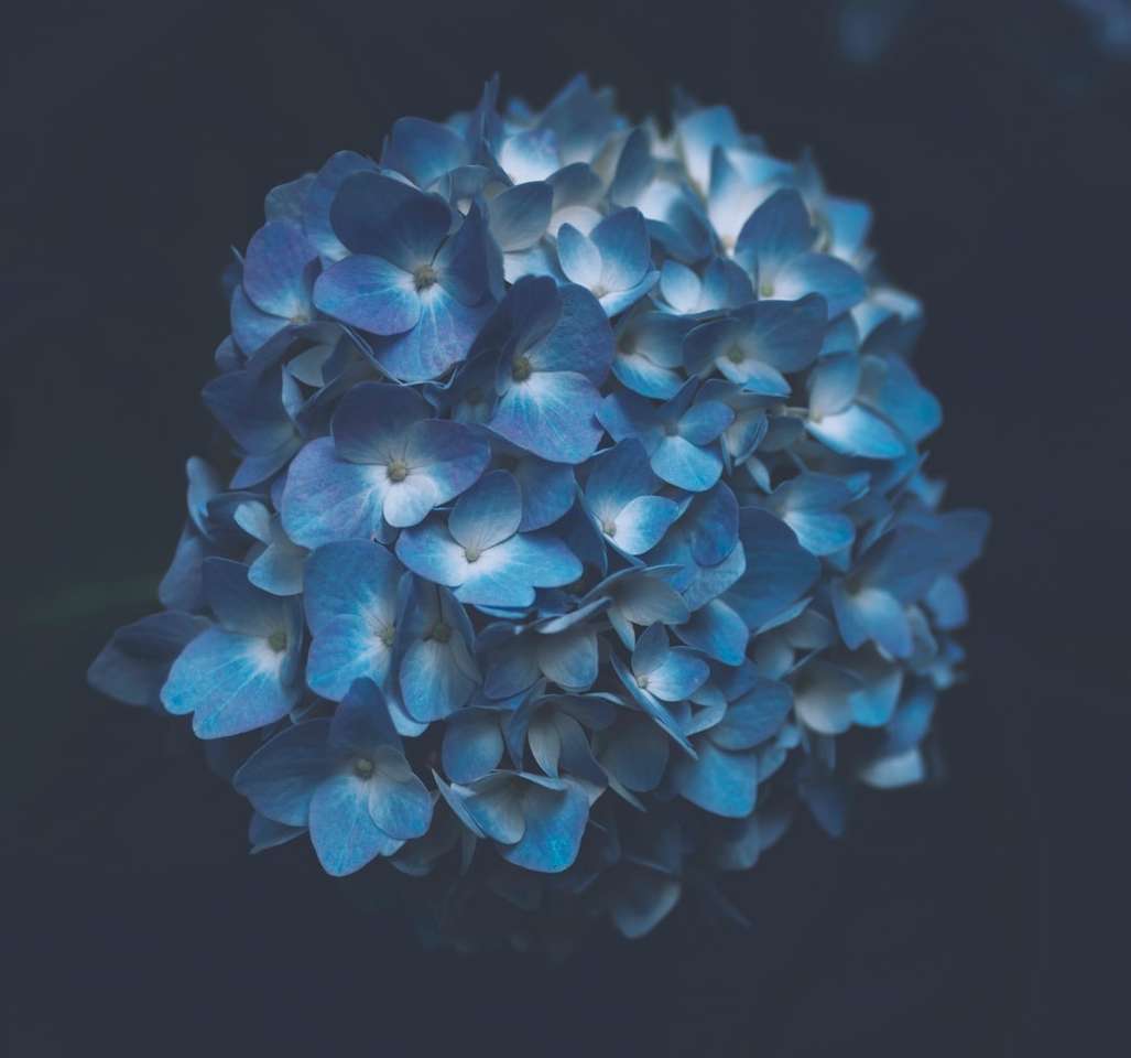 niebieski kwiat płatków roślin puzzle online