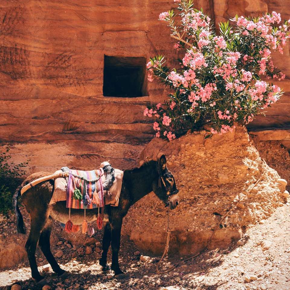 svart åsna nära de rosa blommorna pussel