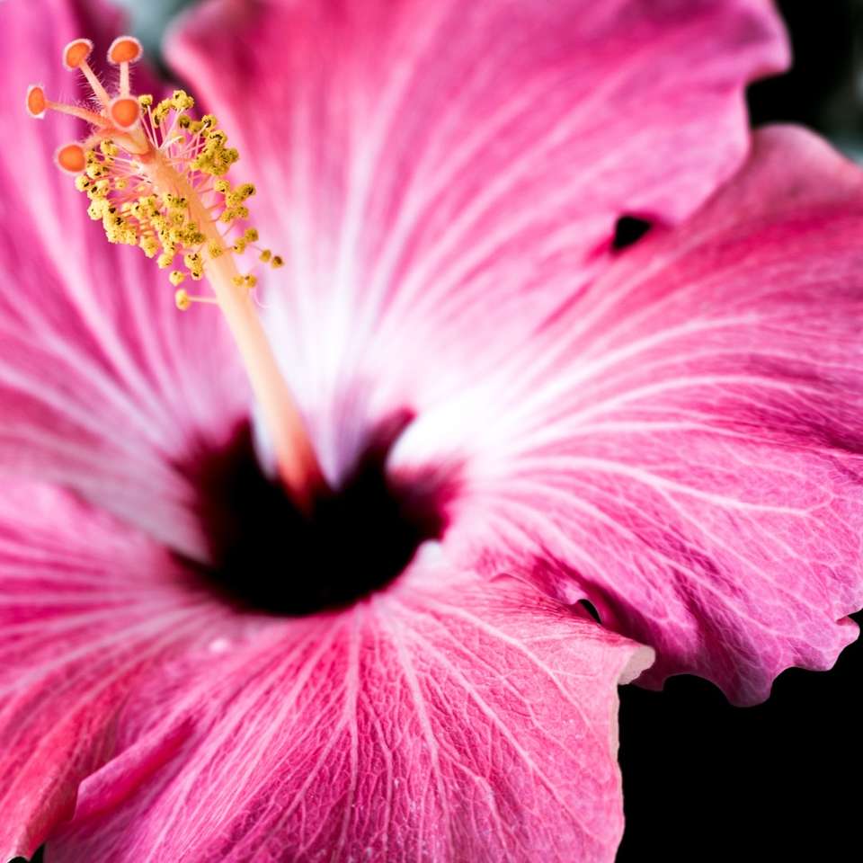fotografia makro płatków różowego kwiatu puzzle online