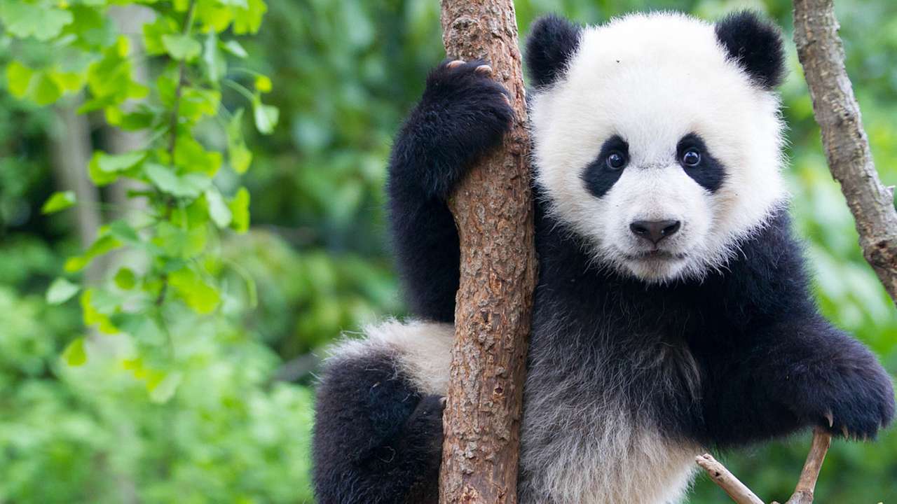 Mała Panda puzzle online