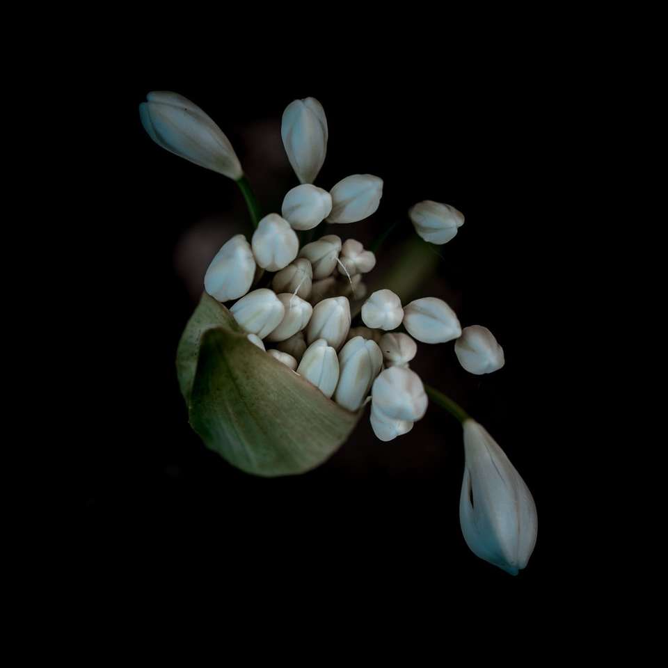 białe pąki kwiatowe na czarnym tle puzzle online