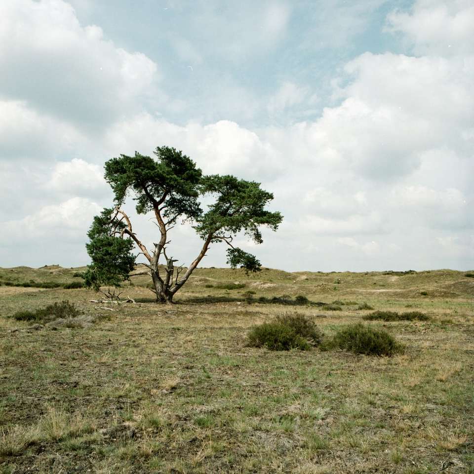 zielone drzewo na brązowym polu trawy pod białymi chmurami puzzle online