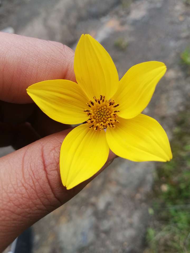 Żółty kwiatek puzzle online