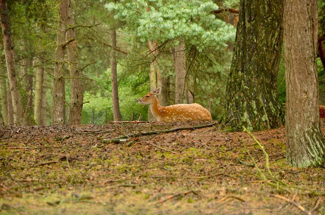 brązowy jeleń na brązowych suszonych liściach na ziemi w ciągu dnia puzzle online