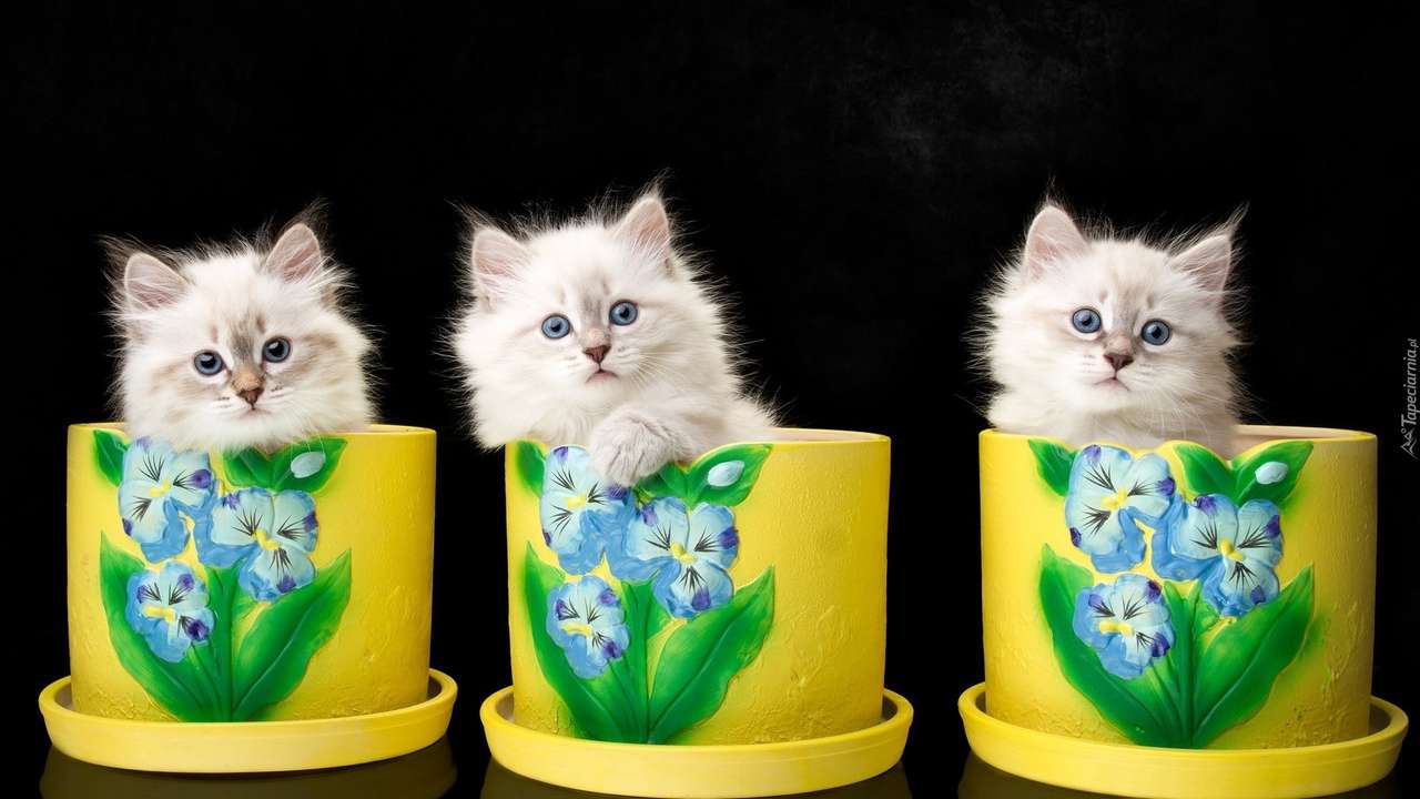 trzy kotki w trzech filiżankach puzzle online
