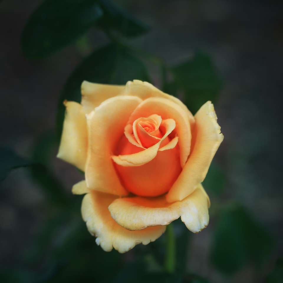 żółta róża kwitnie w ciągu dnia puzzle online
