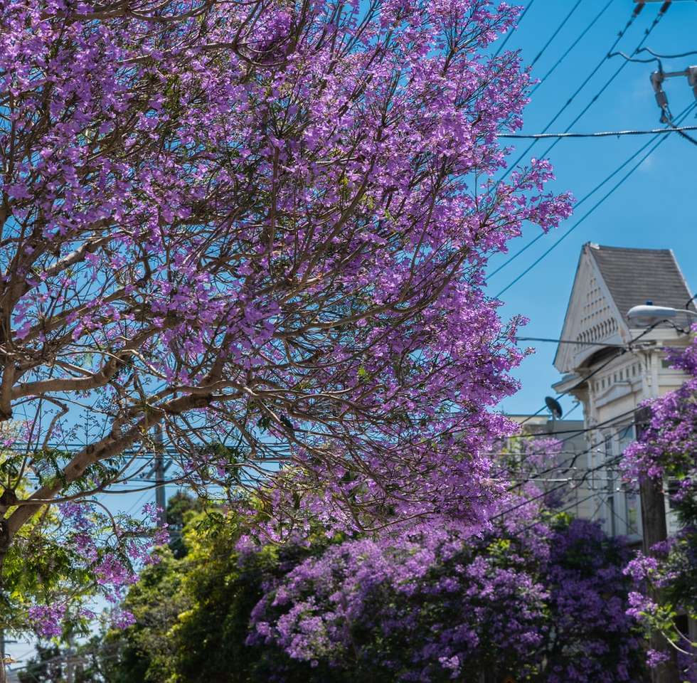 fioletowe drzewo liściaste puzzle online
