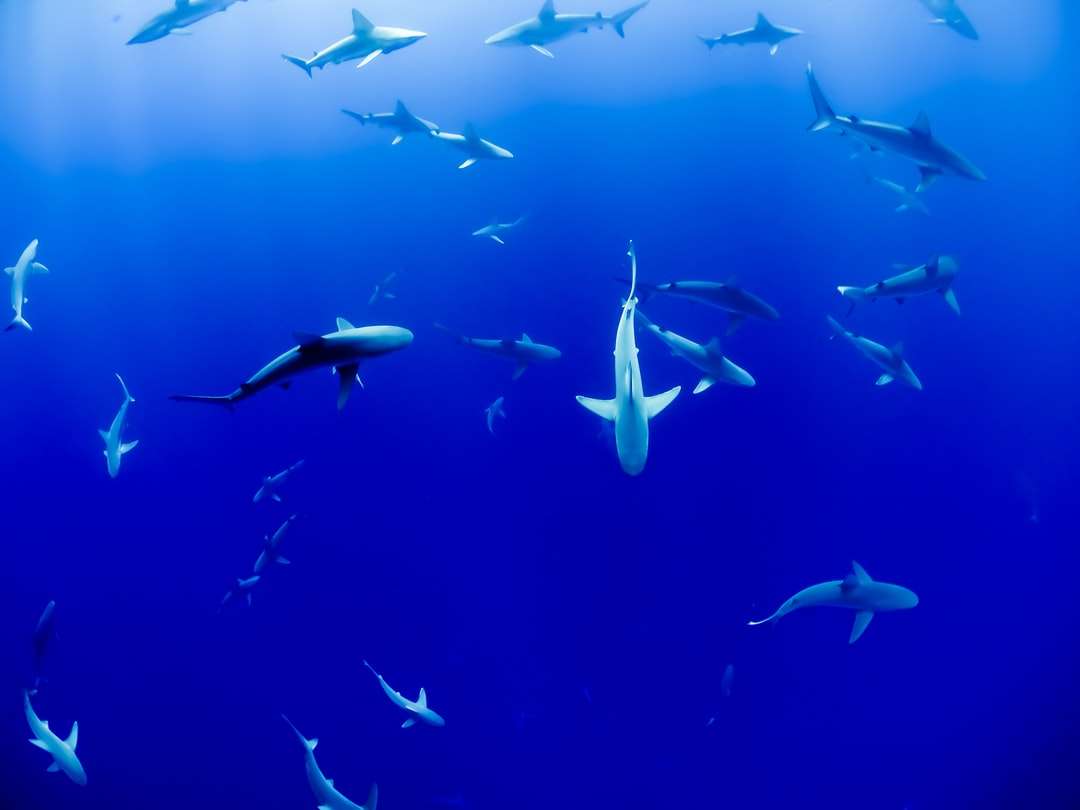 grupa rekinów pod wodą puzzle online