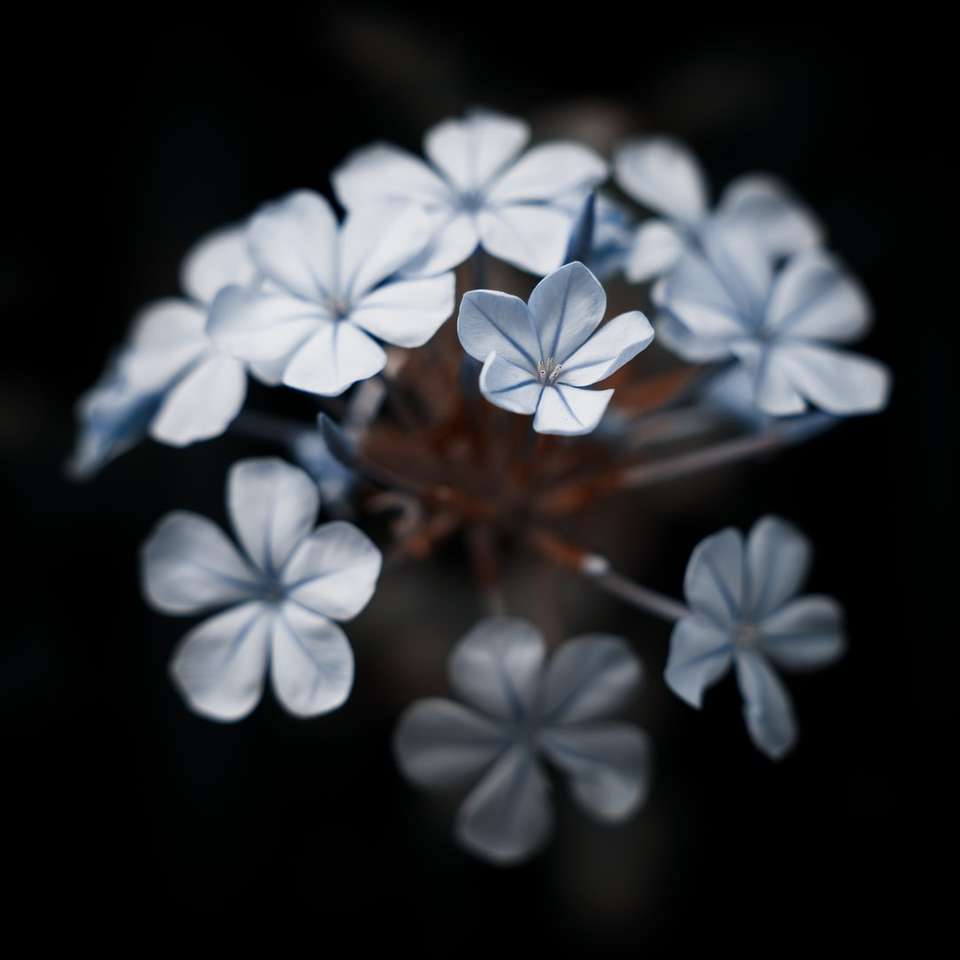 biały kwiat w brązowym szkle puzzle online