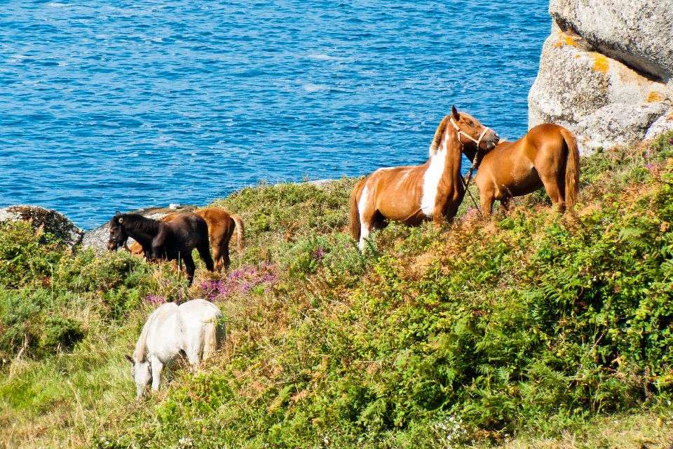 Dzikie konie w Hiszpanii puzzle online