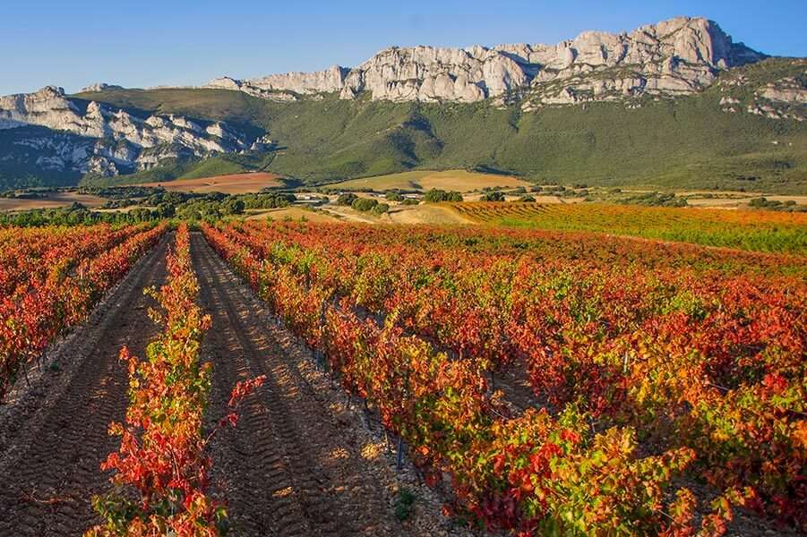 Uprawa winorośli Rioja Alavesa w Hiszpanii puzzle online