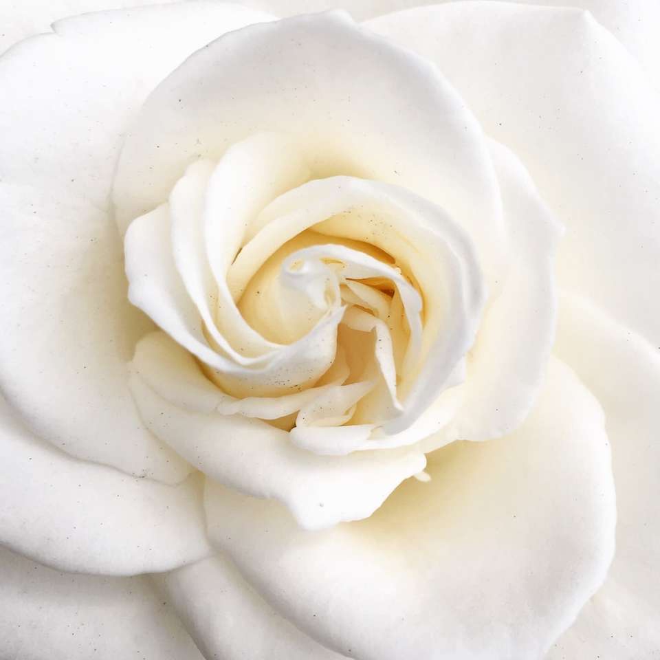 biała róża w rozkwicie bliska zdjęcie puzzle online
