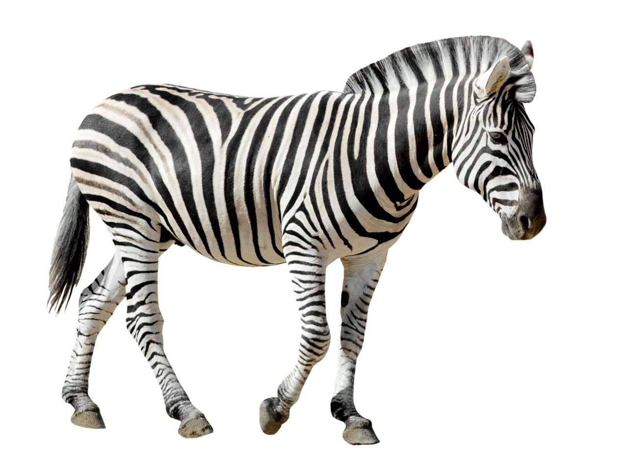 4-nitkowa zebra w paski puzzle online