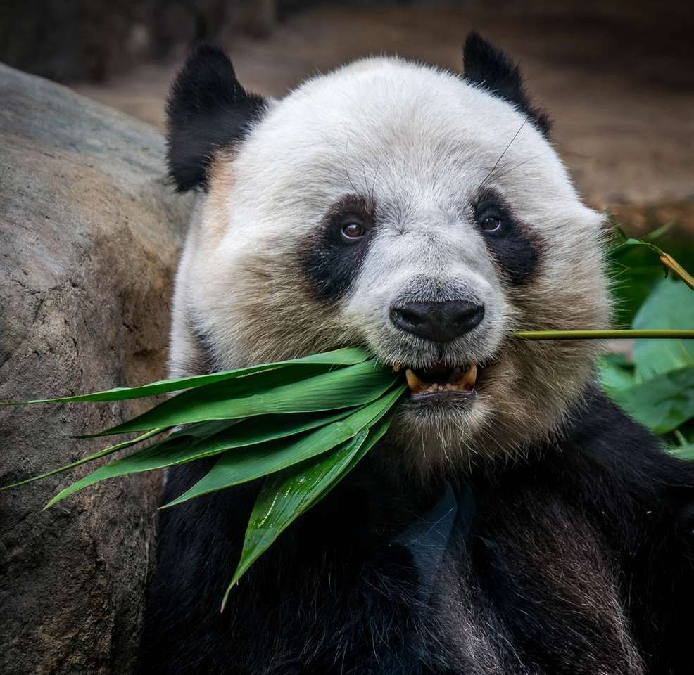 panda jedząca roślinę puzzle online