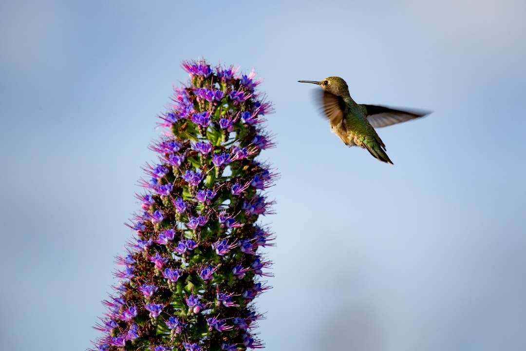 ptak w pobliżu fioletowych płatków kwiatów puzzle online
