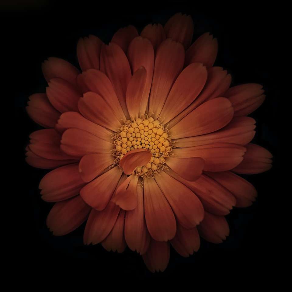 fotografia z bliska wieletalowego kwiatu puzzle online