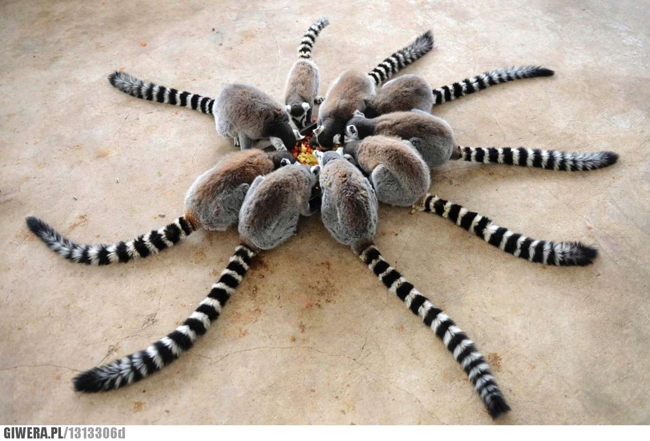 Lemury przy obiedzie puzzle online