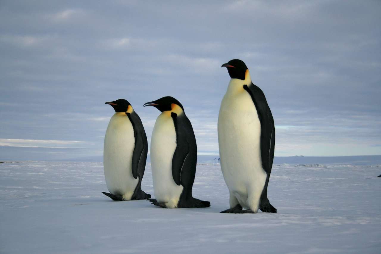 pingwiny na śniegu puzzle online