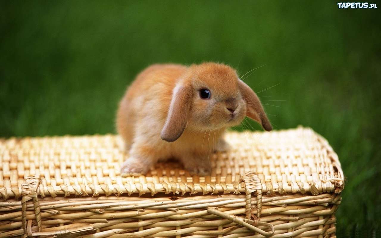 mały słodki króliczek puzzle online