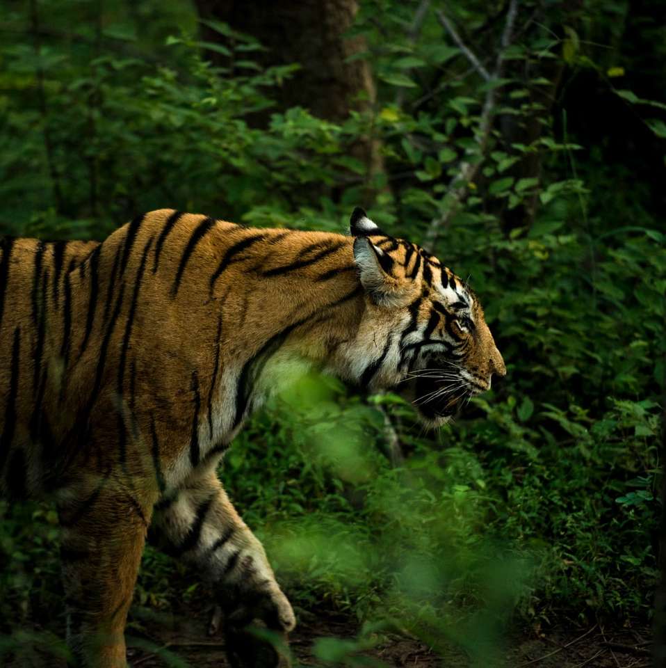 brązowy i czarny tygrys chodzenie po lesie w ciągu dnia puzzle online