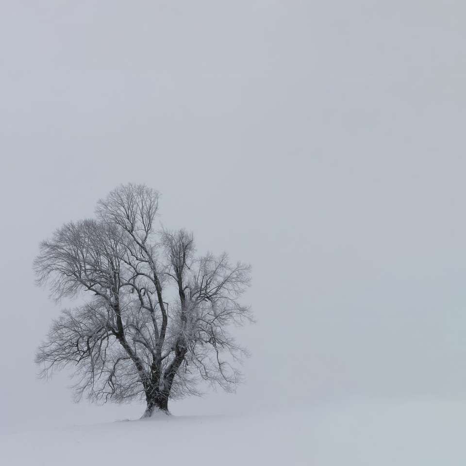 drzewo pokryte śniegiem puzzle online