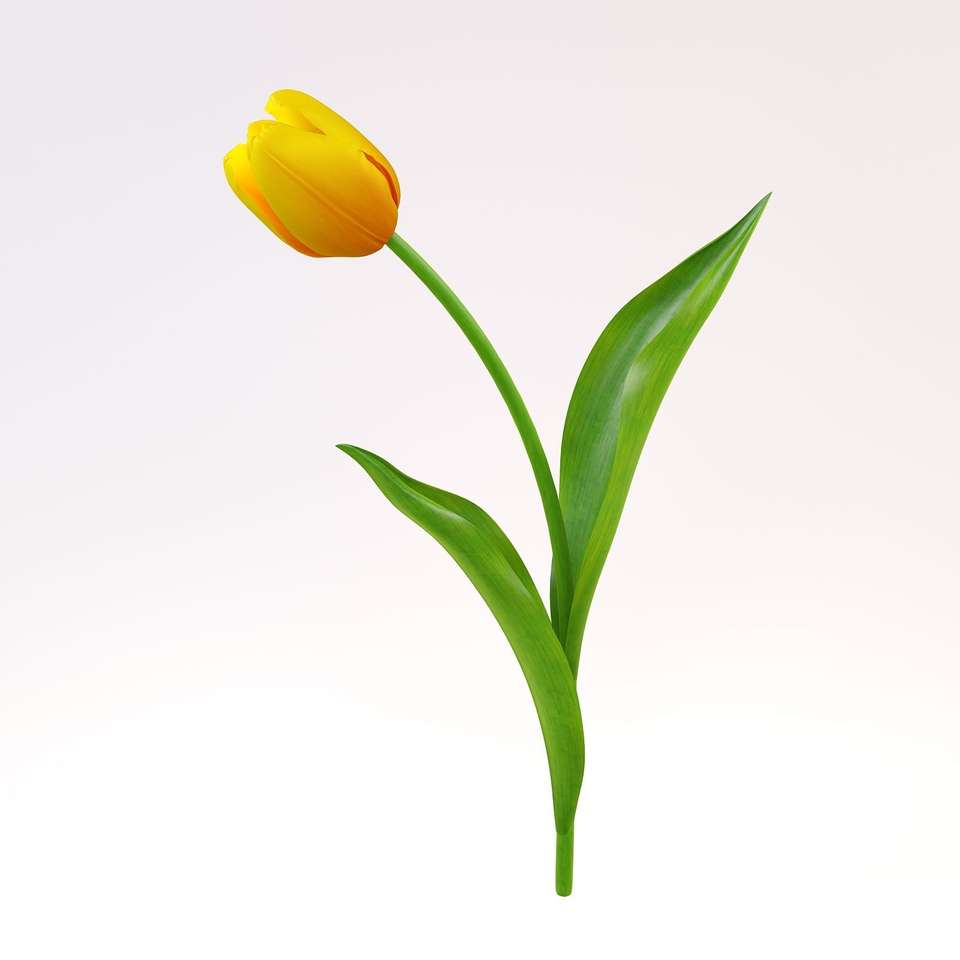 Tulipan - montaż obrazu puzzle online