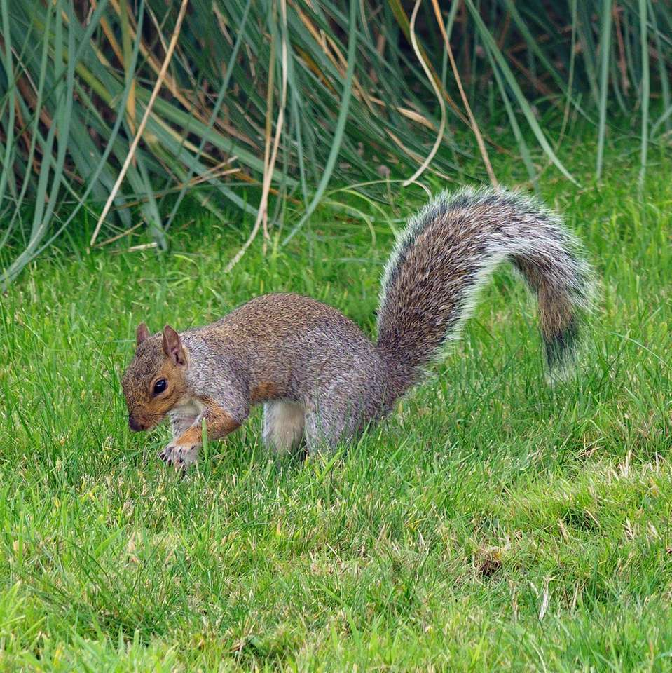 brązowa wiewiórka na zielonej trawie w ciągu dnia puzzle online