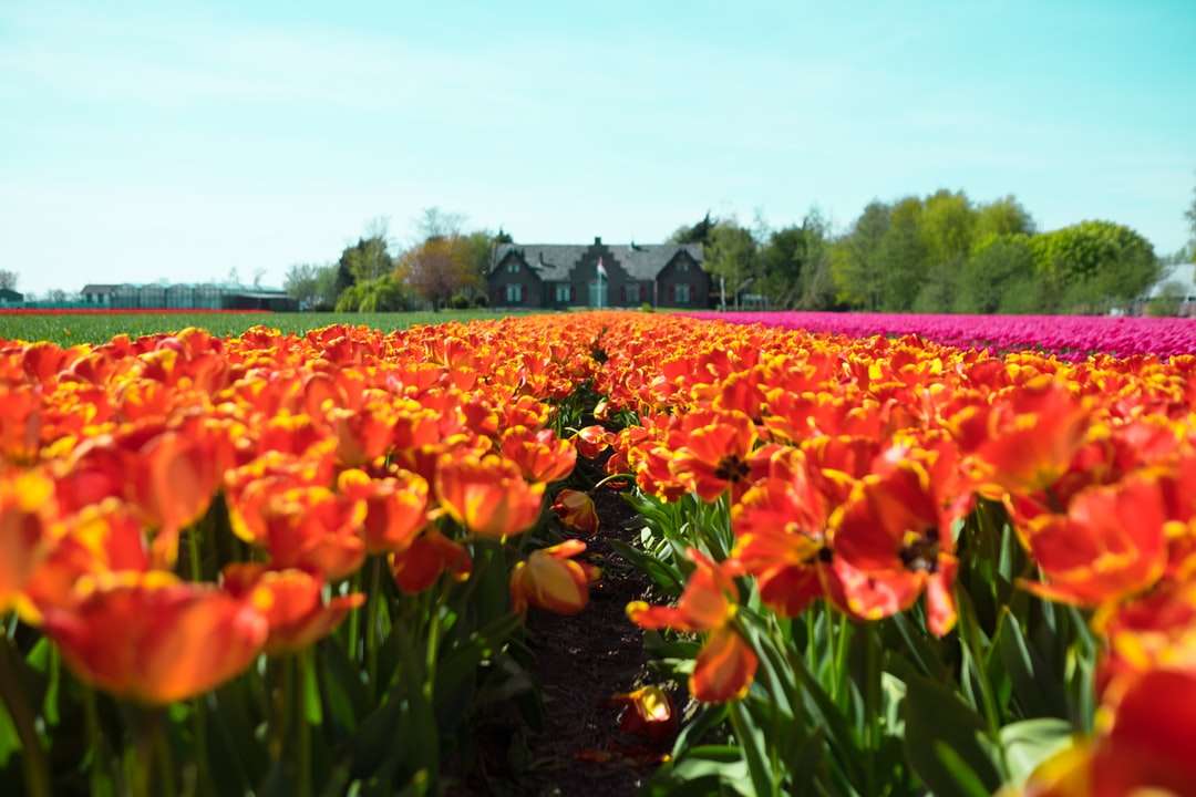 czerwono-żółte pole kwiatów w pobliżu domu puzzle online
