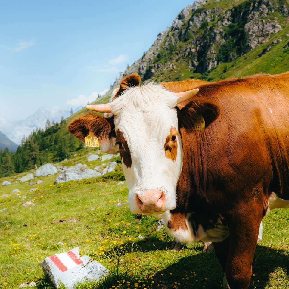 brązowe i białe krowy na polu zielonej trawie pod błękitnym niebem puzzle online