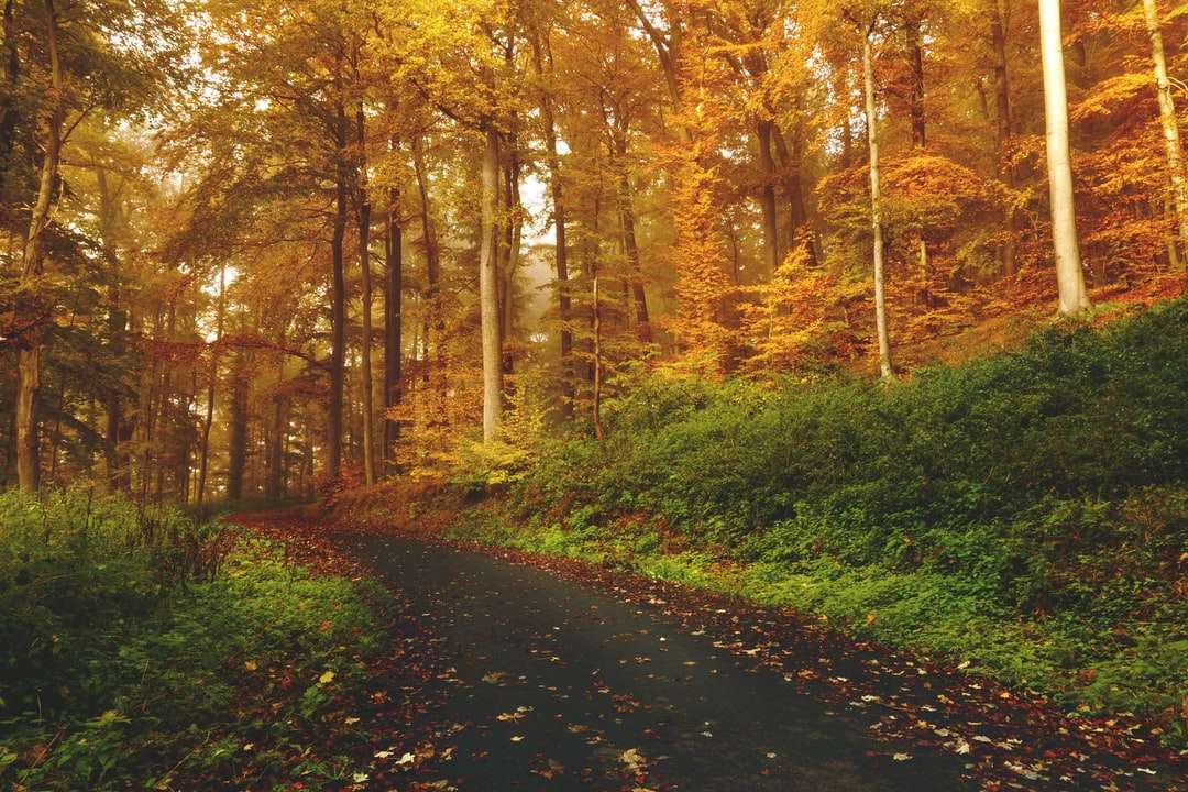 pusta droga między drzewami w lesie puzzle online