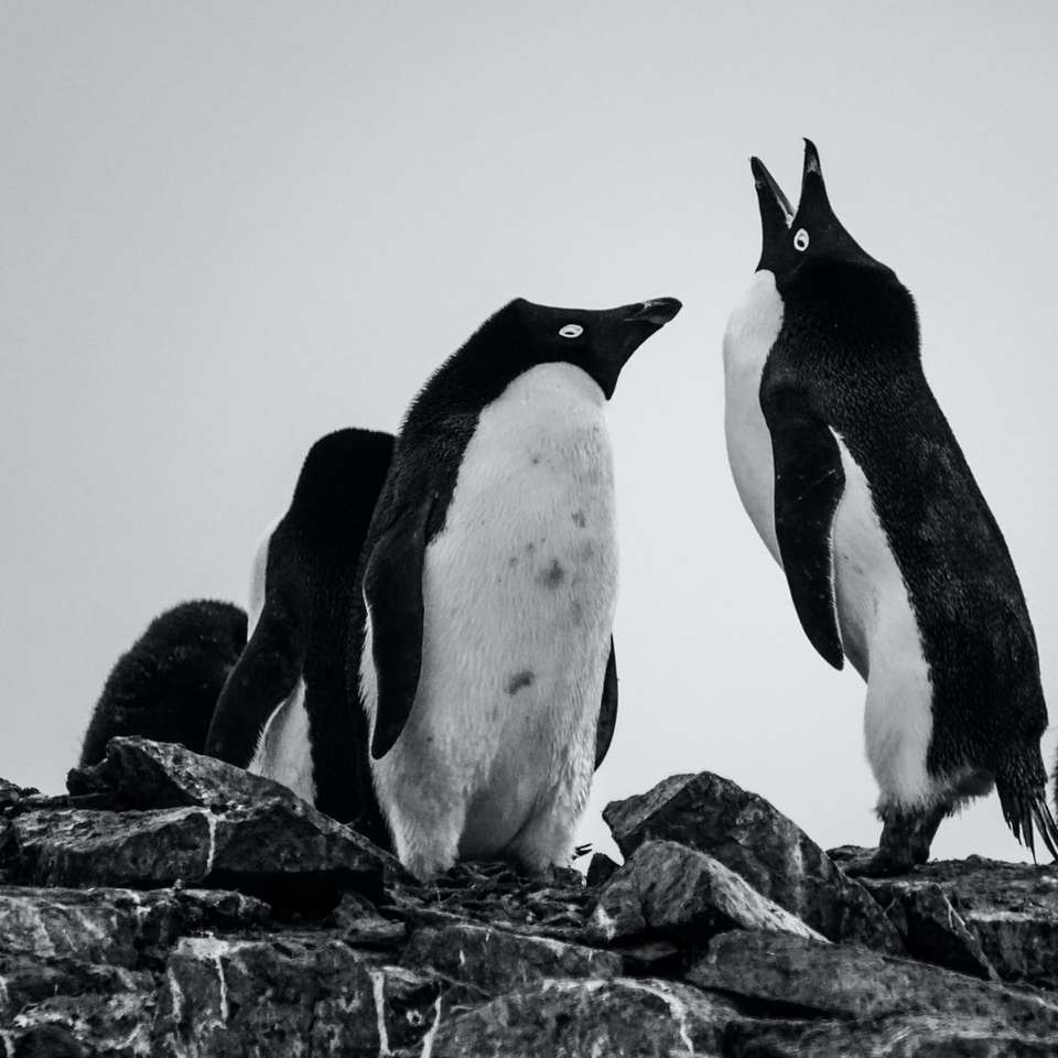 czarno-białe pingwiny na skale puzzle online